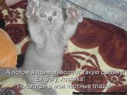 Британцы большемордые