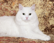 Кошечка турецкая ангора
