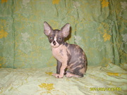 Котик и кошечка канадский сфинкс