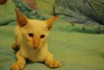 Сиамский котенок чистокровный