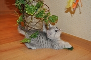 Продается Британский котенок