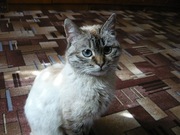 полусиамская кошка