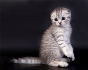 Продаю британских вислоухих и прямоухих котят!)