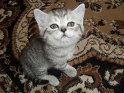 продаю красивых котят