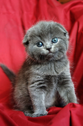 продам Шотландского вислоухого котика
