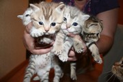 БРИТАНСКИХ КОТЯТ