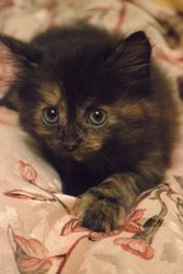Отдадим котят в добрые руки,  срочно 