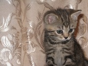 кошек