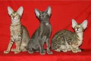 Ориентальные котята