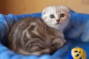 вислоухая кошечка