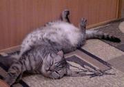 шотландка кошка 1 года