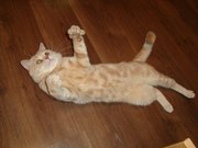 КОТИК ПРИГЛАШАЕТ НА ВЯЗКУ КОШЕЧЕК СКОТТИШ-ФОЛД