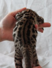 Бенгальские кошечки