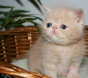 Шикарные котята - экзоты ! Экстремалы ! Рыжие,  черные,  серебр. мрамор