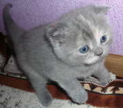 Шотландская вислоухая кошечка
