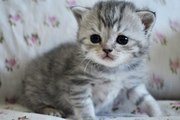 Продам очаровательных британских котят!