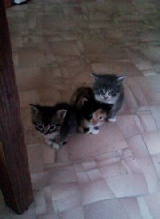 Отдам добрых котят в добрые руки!Здоровые, ласковые, К еде неприхотливы!