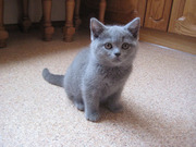 Британские котята,  голубого,  лилового и шоколадного окраса!