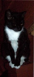Кошка черно-белого окраса