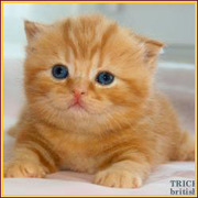 Элитные британские котята из питомника «TrickyNick» 