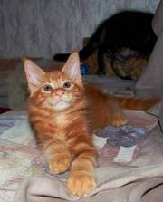 Котята мейн-кун из питомника кошек Raleos*BY