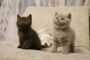 Британские лиловые и шоколадные  котята