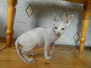 Продаются котята канадского сфинкса Белая Холуница