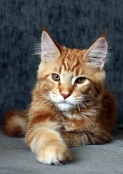Мэйн - Кун котик,  4 месяца