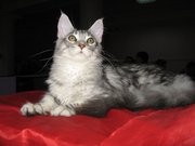 Котик мейн-куна (енотовидной кошки)