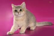 Британские котята - окрас голубое золото