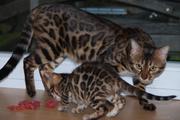 мини леопарды бенгальские котята с подарками