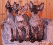 Продам породистых котят породы девон рекс.