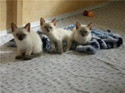 симпатичные, игривые, голубоглазые сиамские котята