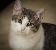 Совершенно необыкновенный котик Штирлиц,  5, 5 месяца