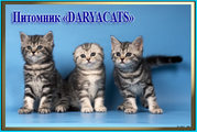 Британские и шотландские котята из питомника Daryacats 