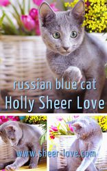 Holly Sheer Love - русский голубой котенок от Чемпиона Мира WCF 