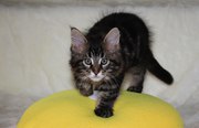 Прекрасные котята мейн-кунов из питомника,  с документами и родословной