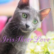 Iris Sheer Love - русский голубой котенок от Чемпиона Мира WCF в Сочи