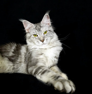 Котята породы мейн-кун из питомника Silver Lynx.