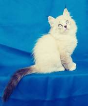 Сибирский,  Невский маскарадный котёнок