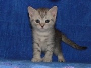 шотландские клубные котята с документами 