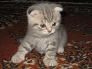 Продам британский котят