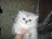 Котёнок мальчик,  персидский классический