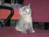 Британский котёнок,  1, 5 мес.
