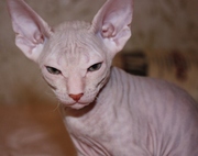 Котенок Донского сфинкса