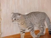   Шотландский вислоухий кот продается