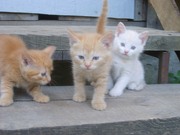 отдам котят в добрые руки. приучены к лотку. 