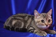 Продаются котята(Скоттиш страйт)