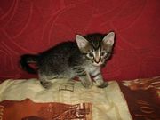 Пушистые котята от умной кошки