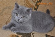 Британский котенок от шикарных производителей